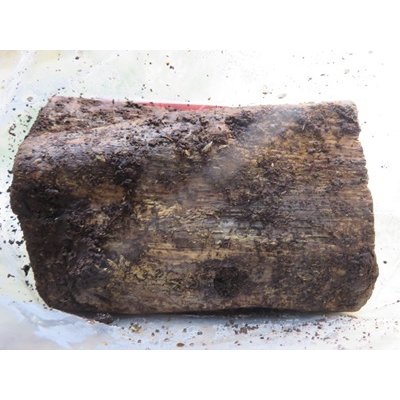 画像2: 究極！バクテリア材⚡産だぁーV2⚡ML材2本入り