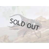 ☆新成虫☆メルキオリティスフタマタクワガタ♂74ミリ♀-A´41ミリペア販売！！