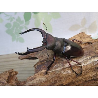 画像1: ☆新成虫☆メルキオリティスフタマタクワガタ♂74ミリ♀-A´41ミリペア販売！！