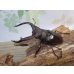 画像1: ☆新成虫☆メルキオリティスフタマタクワガタ♂74ミリ♀-A´41ミリペア販売！！ (1)