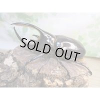 ☆人気種☆ネプチューンオオカブト♂90ミリ♀69ミリ新成虫ペア販売！！