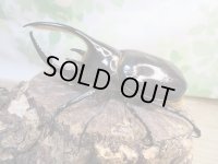 ☆人気種☆ネプチューンオオカブト♂90ミリ♀69ミリ新成虫ペア販売！！