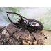 画像1: ☆人気種☆ネプチューンオオカブト♂90ミリ♀69ミリ新成虫ペア販売！！ (1)