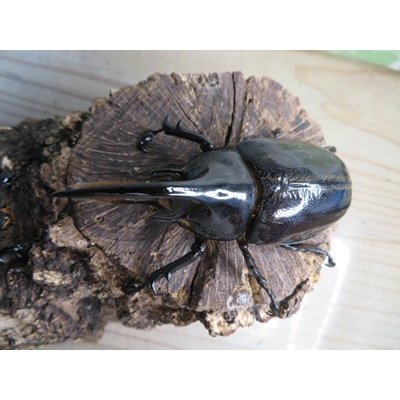 画像2: ☆人気種☆ネプチューンオオカブト♂90ミリ♀69ミリ新成虫ペア販売！！