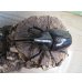 画像2: ☆人気種☆ネプチューンオオカブト♂90ミリ♀69ミリ新成虫ペア販売！！ (2)