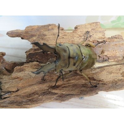 画像2: ☆美麗新成虫☆ババオウゴンオニクワガタ♂64ミリ♀42ミリペア＋♀41ミリの計3頭トリオ販売！！