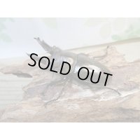 タイ産☆美麗新成虫☆ババオウゴンオニクワガタ♂61ミリ♀44ミリペア販売！！