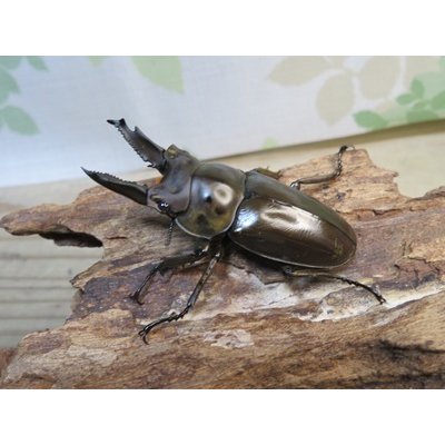 画像1: タイ産☆美麗新成虫☆ババオウゴンオニクワガタ♂61ミリ♀44ミリペア販売！！