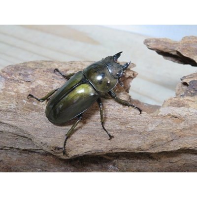 画像4: タイ産☆美麗新成虫☆ババオウゴンオニクワガタ♂50ミリ♀43ミリペア販売！！