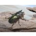 画像4: タイ産☆美麗新成虫☆ババオウゴンオニクワガタ♂50ミリ♀43ミリペア販売！！ (4)