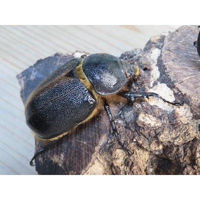 画像4: ☆人気種☆ネプチューンオオカブト♂90ミリ♀69ミリ新成虫ペア販売！！