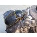 画像4: ☆人気種☆ネプチューンオオカブト♂90ミリ♀69ミリ新成虫ペア販売！！ (4)