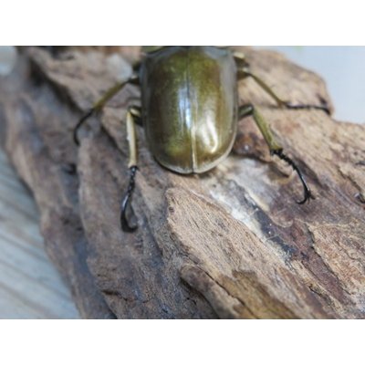 画像3: ☆美麗新成虫☆ババオウゴンオニクワガタ♂69ミリ♀43ミリペア＋♀43ミリの計3頭トリオ販売！！