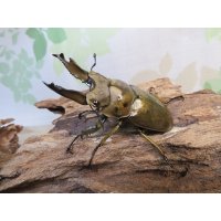☆美麗新成虫☆ババオウゴンオニクワガタ♂64ミリ♀42ミリペア＋♀41ミリの計3頭トリオ販売！！