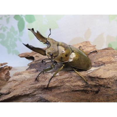 画像1: ☆美麗新成虫☆ババオウゴンオニクワガタ♂64ミリ♀42ミリペア＋♀41ミリの計3頭トリオ販売！！