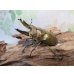 画像1: ☆美麗新成虫☆ババオウゴンオニクワガタ♂64ミリ♀42ミリペア＋♀41ミリの計3頭トリオ販売！！ (1)