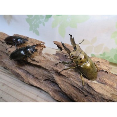 画像5: ☆美麗新成虫☆ババオウゴンオニクワガタ♂64ミリ♀42ミリペア＋♀41ミリの計3頭トリオ販売！！