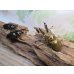 画像5: ☆美麗新成虫☆ババオウゴンオニクワガタ♂64ミリ♀42ミリペア＋♀41ミリの計3頭トリオ販売！！ (5)