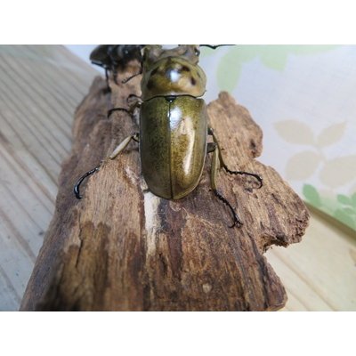 画像3: ☆美麗新成虫☆ババオウゴンオニクワガタ♂64ミリ♀42ミリペア＋♀41ミリの計3頭トリオ販売！！