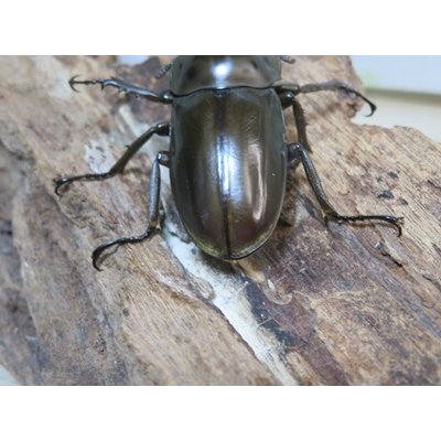 画像3: タイ産☆美麗新成虫☆ババオウゴンオニクワガタ♂50ミリ♀43ミリペア販売！！