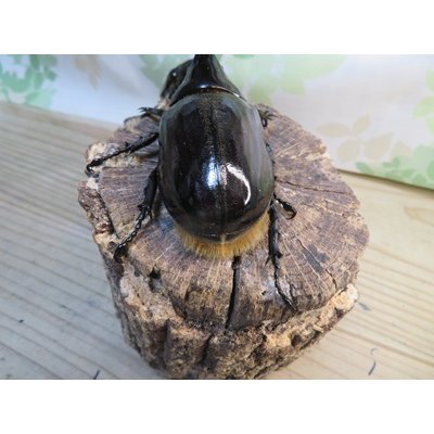 画像3: ☆人気種☆ネプチューンオオカブト♂90ミリ♀69ミリ新成虫ペア販売！！