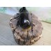 画像3: ☆人気種☆ネプチューンオオカブト♂90ミリ♀69ミリ新成虫ペア販売！！ (3)
