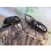 画像5: ☆人気種☆ネプチューンオオカブト♂90ミリ♀69ミリ新成虫ペア販売！！ (5)