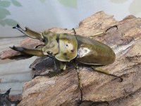 ☆美麗新成虫☆ババオウゴンオニクワガタ♂69ミリ♀43ミリペア＋♀43ミリの計3頭トリオ販売！！
