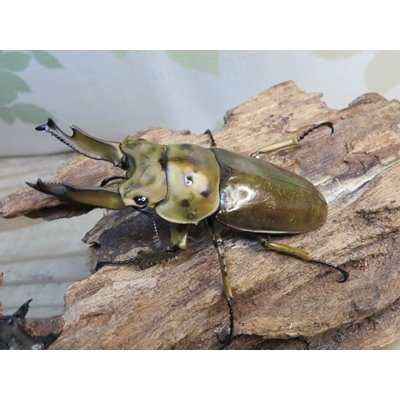 画像1: ☆美麗新成虫☆ババオウゴンオニクワガタ♂69ミリ♀43ミリペア＋♀43ミリの計3頭トリオ販売！！