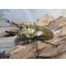 画像1: ☆美麗新成虫☆ババオウゴンオニクワガタ♂69ミリ♀43ミリペア＋♀43ミリの計3頭トリオ販売！！ (1)