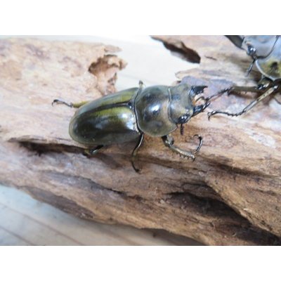 画像4: タイ産☆美麗新成虫☆ババオウゴンオニクワガタ♂61ミリ♀44ミリペア販売！！