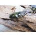 画像4: タイ産☆美麗新成虫☆ババオウゴンオニクワガタ♂61ミリ♀44ミリペア販売！！ (4)