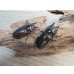 画像4: ☆美麗新成虫☆ババオウゴンオニクワガタ♂64ミリ♀42ミリペア＋♀41ミリの計3頭トリオ販売！！ (4)