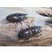 画像4: ☆美麗新成虫☆ババオウゴンオニクワガタ♂69ミリ♀43ミリペア＋♀43ミリの計3頭トリオ販売！！ (4)