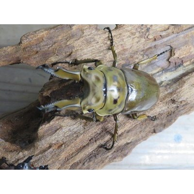 画像2: ☆美麗新成虫☆ババオウゴンオニクワガタ♂69ミリ♀43ミリペア＋♀43ミリの計3頭トリオ販売！！