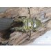 画像2: ☆美麗新成虫☆ババオウゴンオニクワガタ♂69ミリ♀43ミリペア＋♀43ミリの計3頭トリオ販売！！ (2)