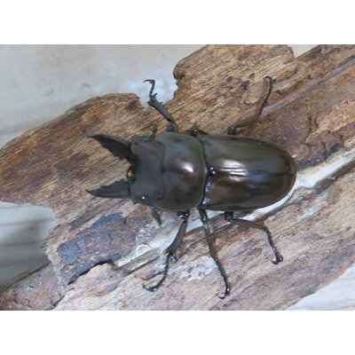 画像2: タイ産☆美麗新成虫☆ババオウゴンオニクワガタ♂50ミリ♀43ミリペア販売！！