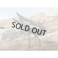 タイ産☆美麗新成虫☆ババオウゴンオニクワガタ♂50ミリ♀43ミリペア販売！！