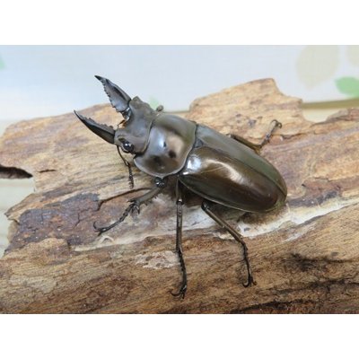 画像1: タイ産☆美麗新成虫☆ババオウゴンオニクワガタ♂50ミリ♀43ミリペア販売！！