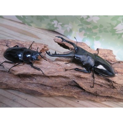 画像5: ☆新成虫☆ギラファノコギリクワガタ（亜種ニシカワイ）♂94ミリ♀48ミリペア販売！！