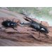 画像5: ☆新成虫☆ギラファノコギリクワガタ（亜種ニシカワイ）♂94ミリ♀48ミリペア販売！！ (5)