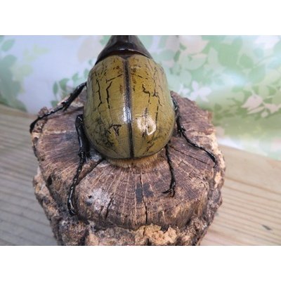 画像3: ☆オークス血統☆D.H.ヘラクレス♂144ミリ♀62ミリペア販売！！