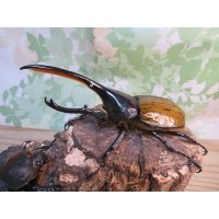 ☆新成虫☆D.H.リッキー♂124ミリ♀65ミリペア販売！！