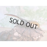 ☆新成虫☆D.H.リッキー♂124ミリ♀65ミリペア販売！！