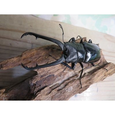 画像2: ☆新成虫☆ギラファノコギリクワガタ（亜種ダイスケ）♂91ミリ♀48ミリペア販売！！
