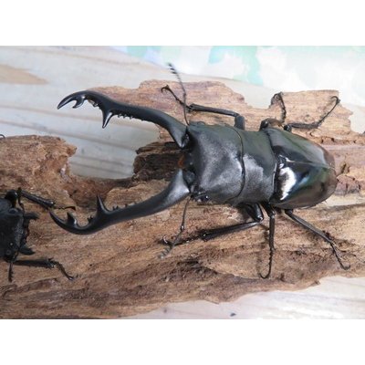 画像2: ☆新成虫☆ギラファノコギリクワガタ（亜種ニシカワイ）♂94ミリ♀48ミリペア販売！！