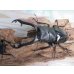 画像2: ☆新成虫☆ギラファノコギリクワガタ（亜種ニシカワイ）♂94ミリ♀48ミリペア販売！！ (2)