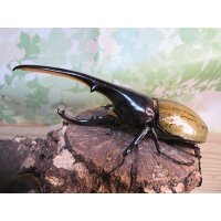 ☆オークス血統☆D.H.ヘラクレス♂144ミリ♀62ミリペア販売！！