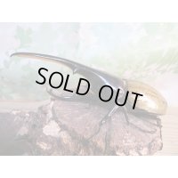 ☆オークス血統☆D.H.ヘラクレス♂144ミリ♀62ミリペア販売！！