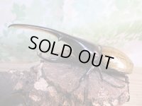 ☆オークス血統☆D.H.ヘラクレス♂144ミリ♀62ミリペア販売！！